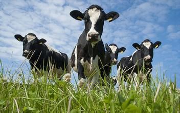欧盟取消配额 产量将大增冲击本土奶源
